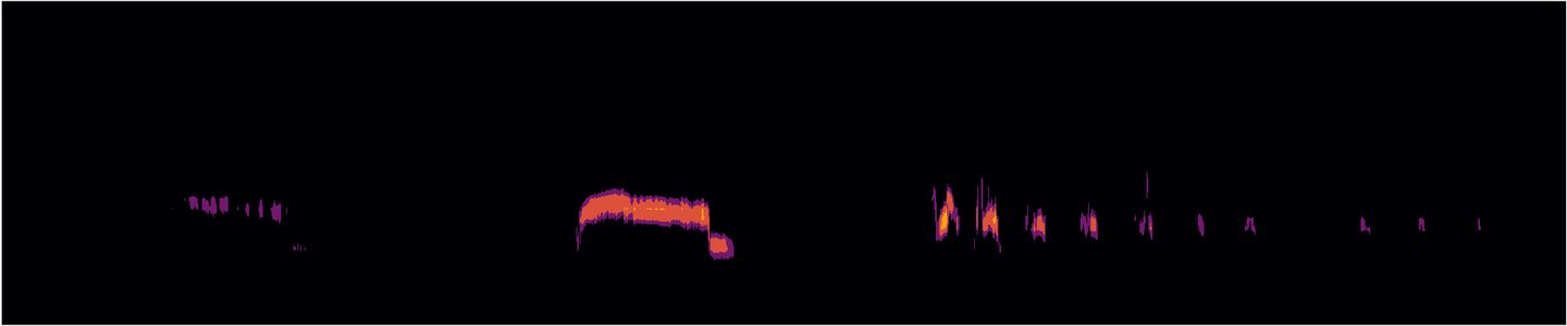 Sonogramme partiel d’un Coucou geai en migration nocturne